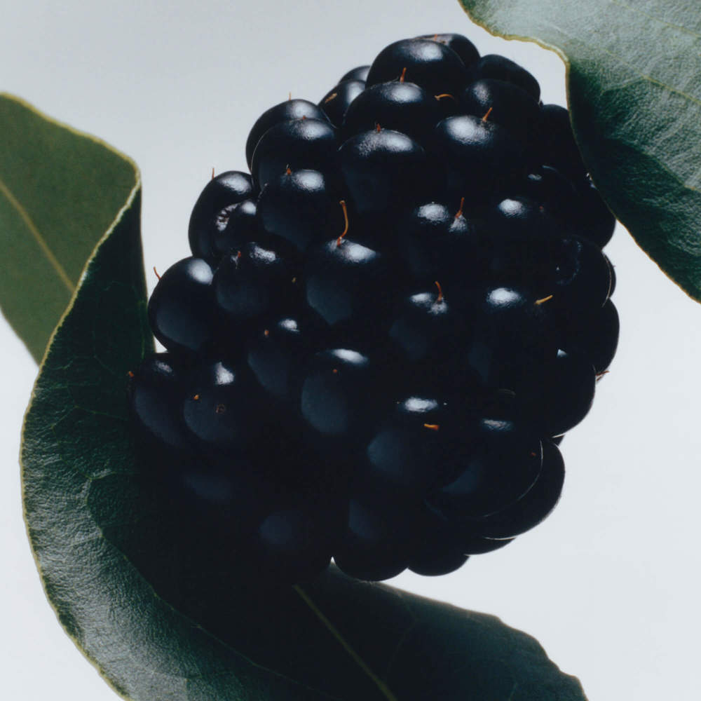 Jo Malone London Blackberry & Bay Cologne 100ml | Jarrolds